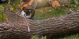 Best Emergency Tree Removal  in Mulberry, FL