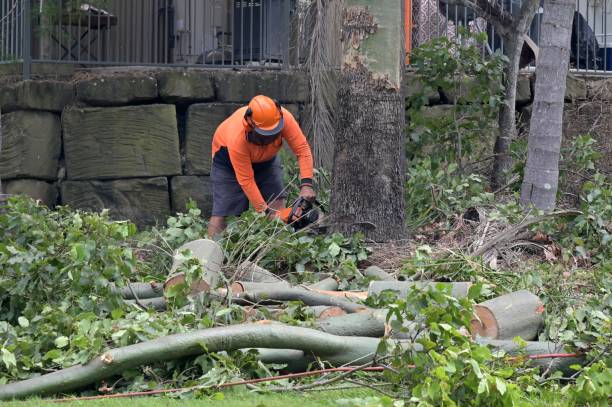 Trusted Mulberry, FL Tree Care Services Experts